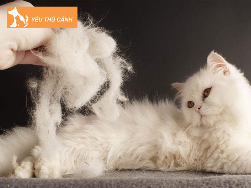 cach-lam-sach-long-meo-trong-nha-1-thucanh