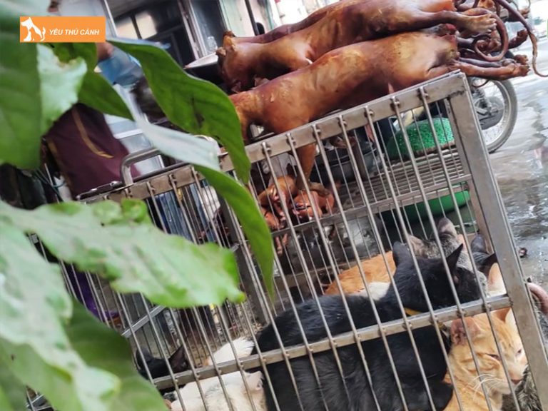 Cách làm thịt mèo đảm bảo và các món ngon từ thịt mèo