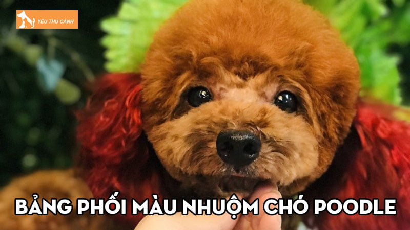 Cách sử dụng bảng phối màu nhuộm chó Poodle chuẩn đẹp Cách sử dụng bảng phối màu nhuộm chó Poodle chuẩn đẹp