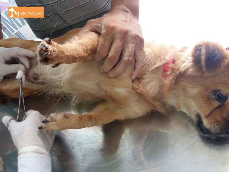 Cach-thien-cho-duc-thucanh