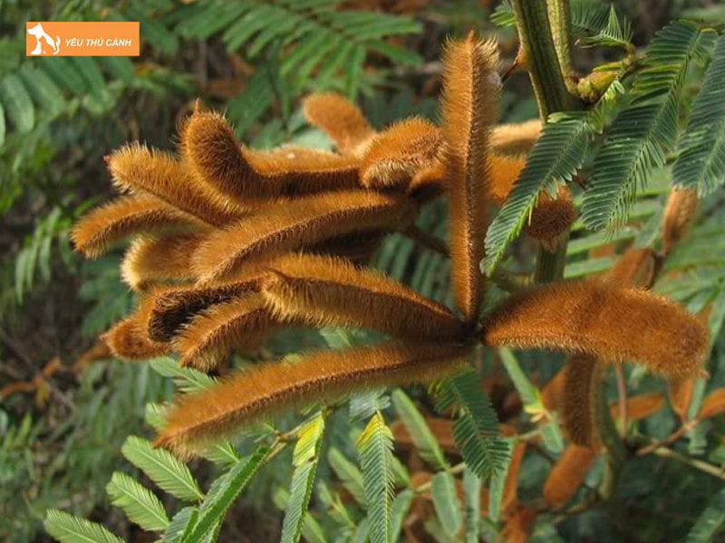 Cach-tri-chung-ngua-cay-mat-meo-thucanh