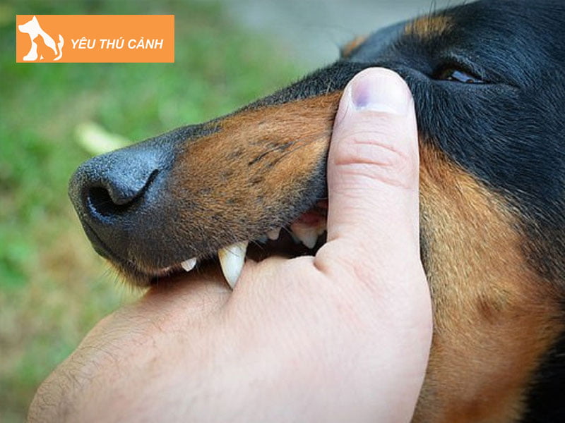 can-lam-gi-sau-khi-bi-cho-can-thucanh