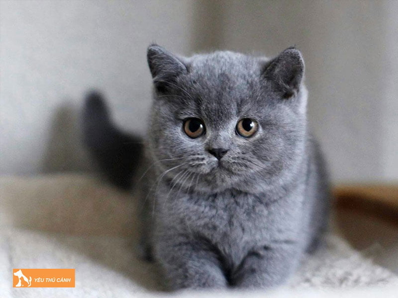 can-nang-cua-meo-anh-long-ngan-qua-tung-do-tuoi-1-thucanh