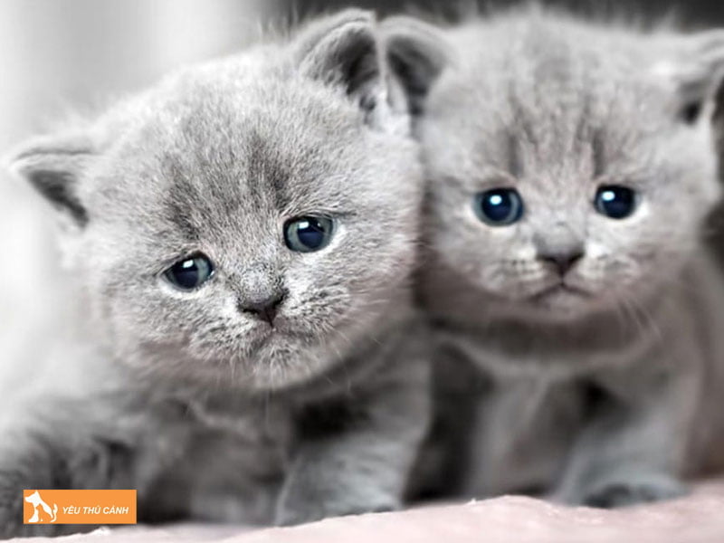 can-nang-cua-meo-anh-long-ngan-qua-tung-do-tuoi-2-thucanh