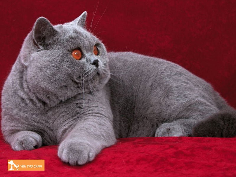 can-nang-cua-meo-anh-long-ngan-qua-tung-do-tuoi-3-thucanh