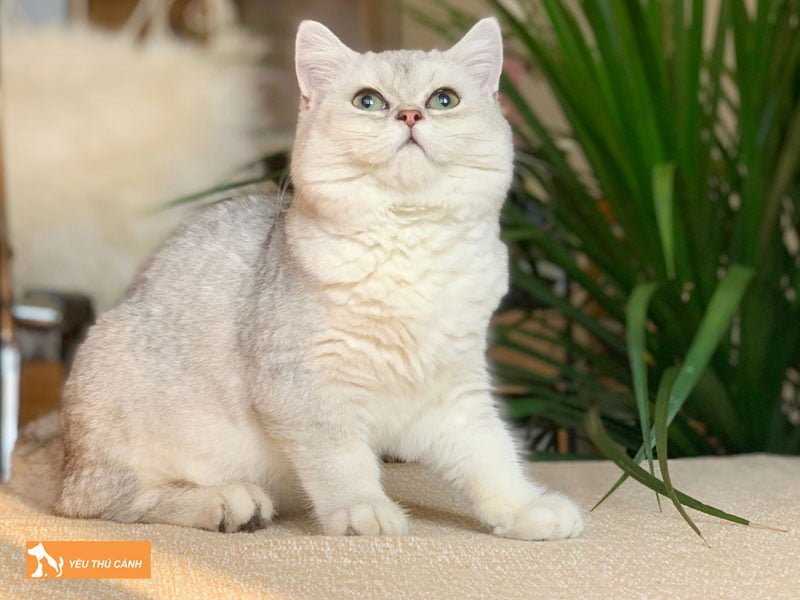 can-nang-cua-meo-anh-long-ngan-qua-tung-do-tuoi-4-thucanh