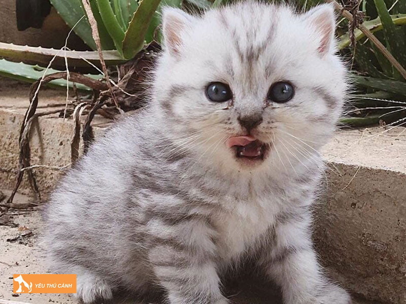 can-nang-cua-meo-anh-long-ngan-qua-tung-do-tuoi-thucanh