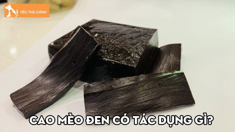 Cao mèo đen có tác dụng gì? Hướng dẫn cách nấu cao mèo tại nhà