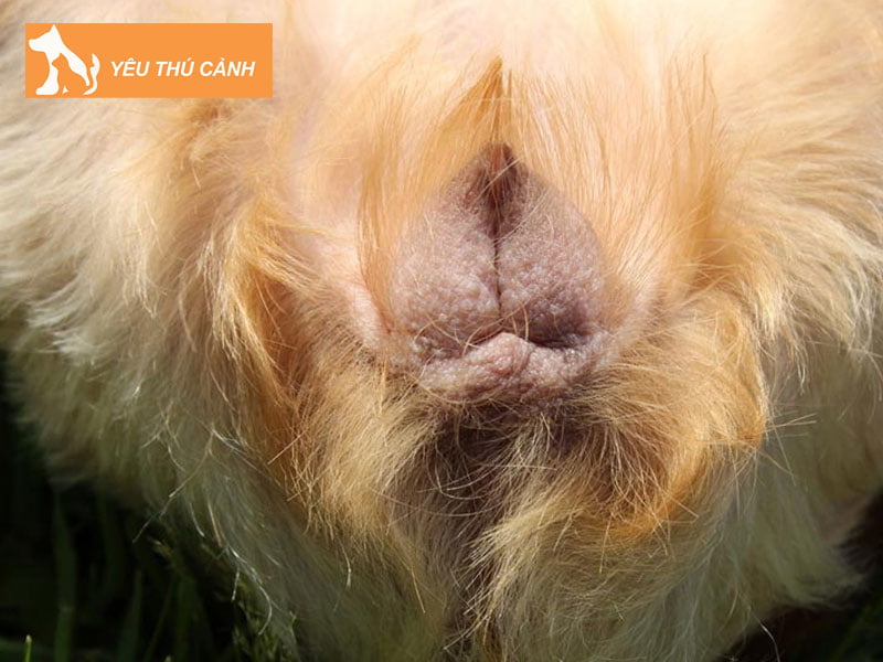 cau-tao-cua-bo-phan-sinh-duc-cho-cai-1-thucanh