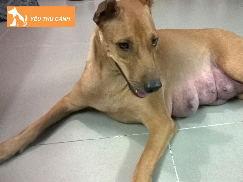 cau-tao-cua-bo-phan-sinh-duc-cho-cai-thucanh