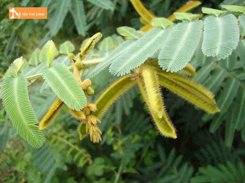 Cay-mat-meo-la-gi-thucanh