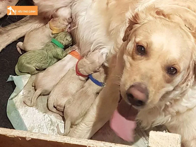 cham-soc-cho-golden-me-sau-sinh-thucanh