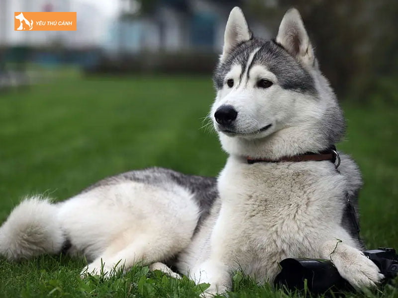 Cham-soc-cho-husky-dung-cach-thucanh