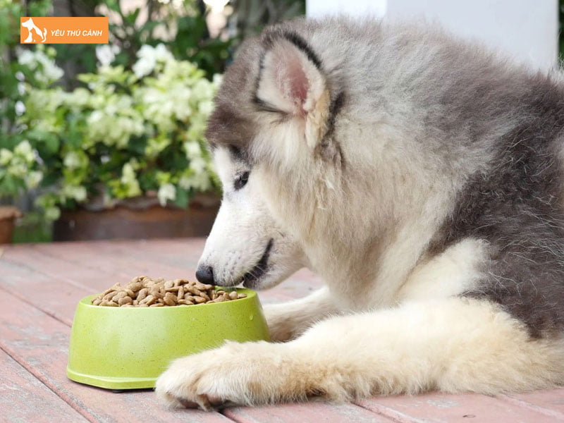 cho-alaska-an-com-duoc-khong-thucanh