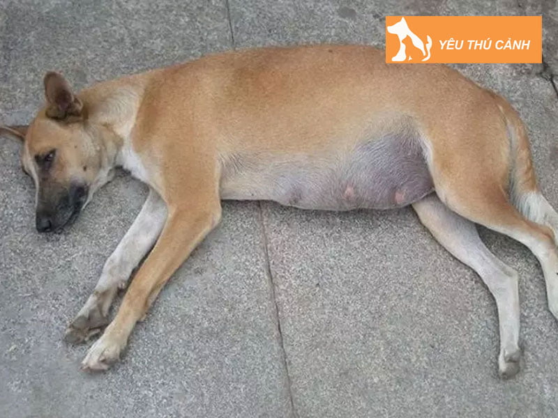 cho-bi-bang-bung-la-benh-gi-thucanh