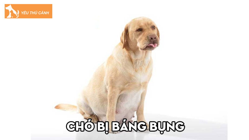 Chó bị báng bụng – Nguyên nhân và cách chữa trị hiệu quả | Thucanh