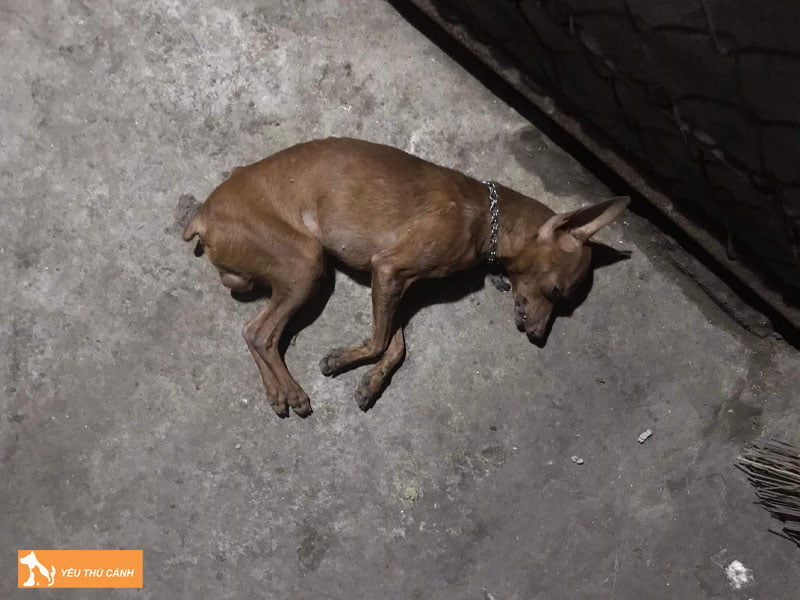 cho-bi-chet-danh-con-so-de-gi-phu-hop-nhat-thucanh