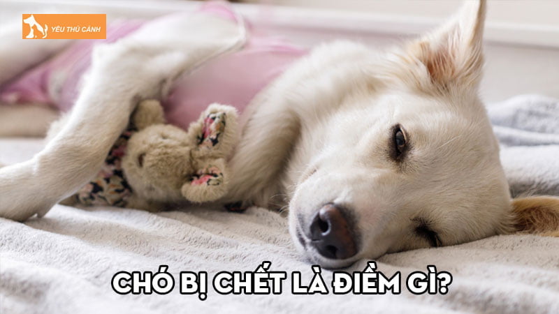 Chó bị chết là điềm gì? Con số đề nào phù hợp nên đánh?