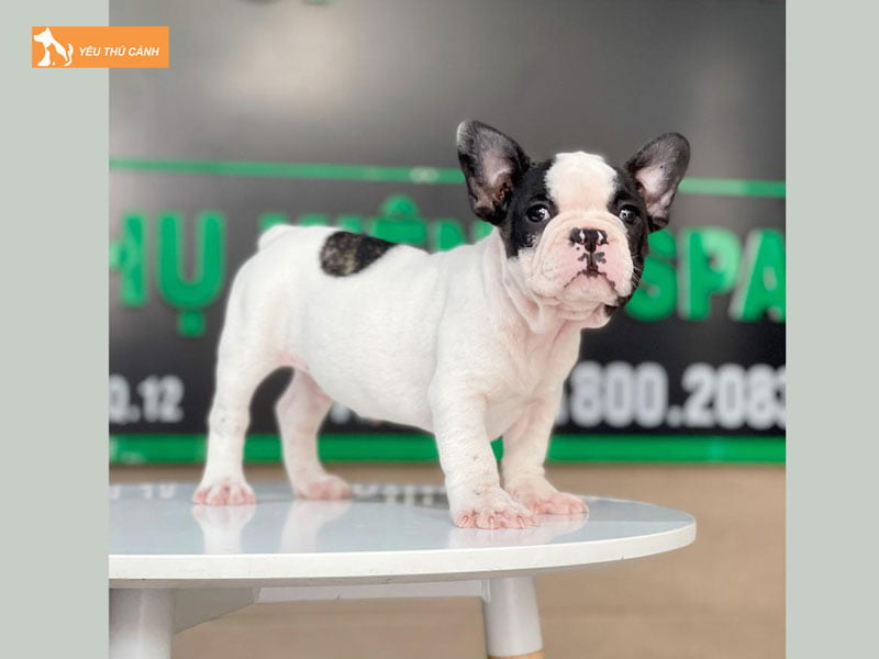 cho-bull-phap-co-hoi-khong-thucanh