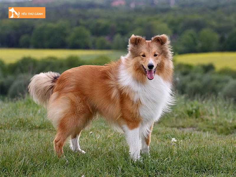 Cho-chan-cuu-shetland-thucanh