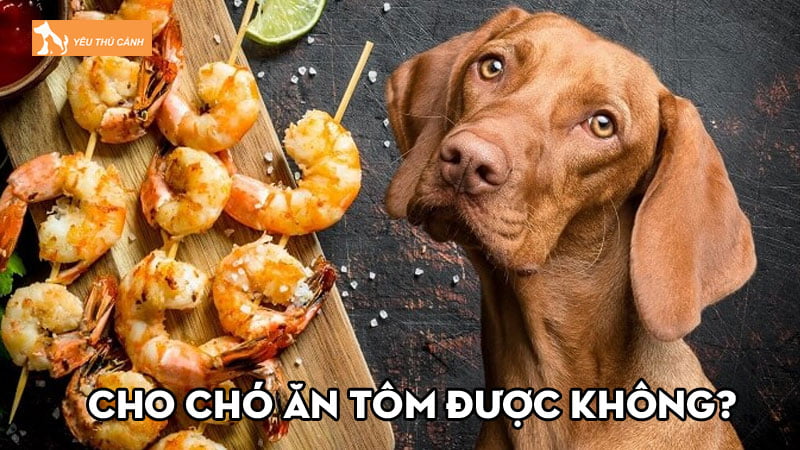 Cho chó ăn tôm được không? Những lưu ý quan trọng nên biết