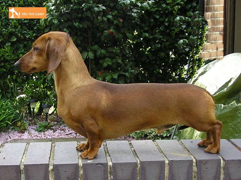 Cho-cho-van-dong-nhe-thucanh