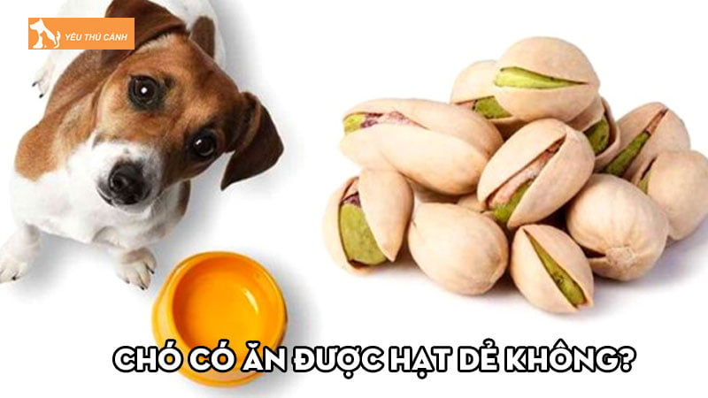 Chó có ăn được hạt dẻ không? Làm thế nào cho ăn đúng cách?