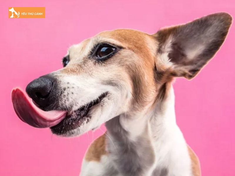 Cho-dang-trong-trang-thai-lo-lang-de-chung-thucanh