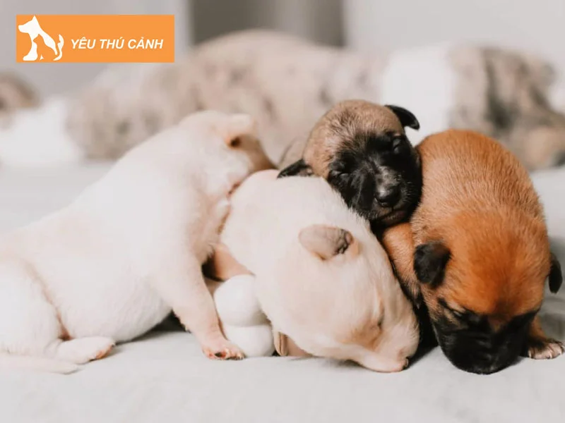 cho-de-1-be-co-tot-khong-thucanh