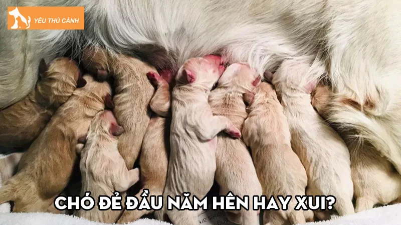 Chó đẻ đầu năm hên hay xui? Chó đẻ 1 bề có tốt không?