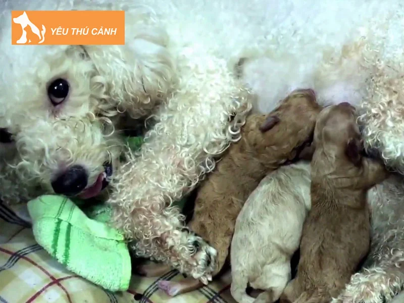 cho-de-dau-nam-hen-hay-xui-thucanh