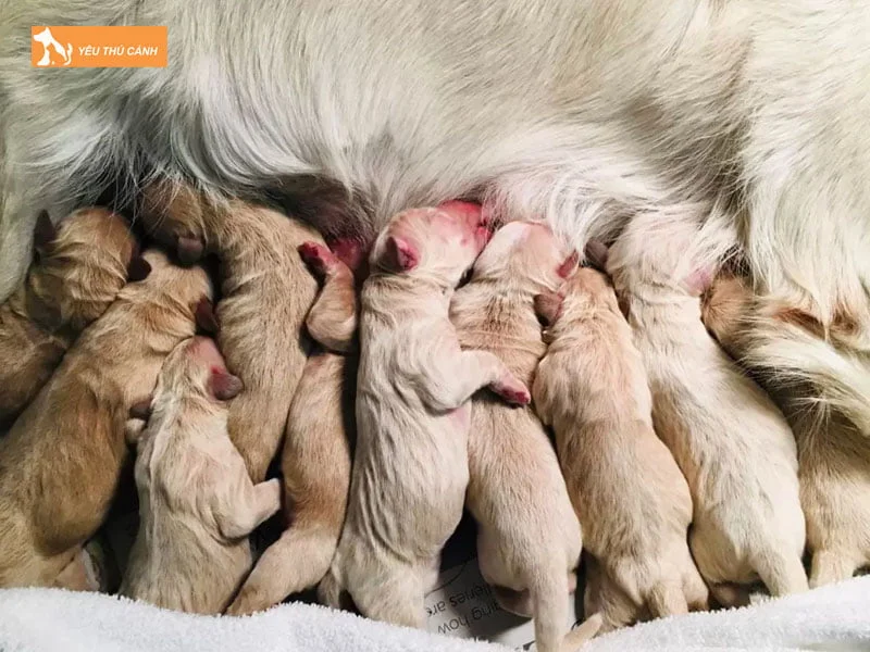 cho-golden-sap-sinh-can-chuan-bi-gi-thucanh