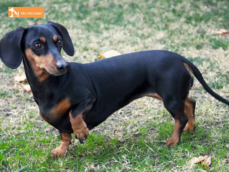 Cho-lap-xuong-mang-thai-trong-bao-lau-thucanh