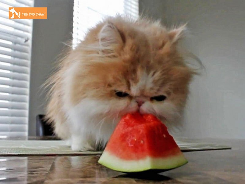 Cho-meo-an-dua-thucanh