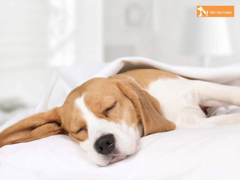 cho-ngu-may-tieng-trong-mot-ngay-thucanh