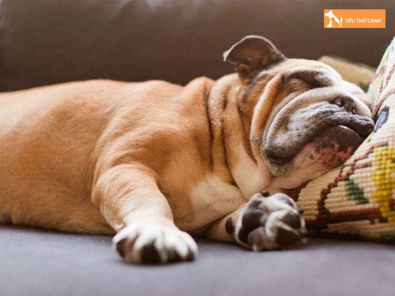 cho-ngu-nhieu-trong-mot-ngay-co-sao-khong-thucanh