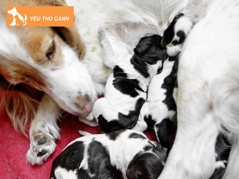 cho-nha-de-6-con-tot-hay-xau-thucanh