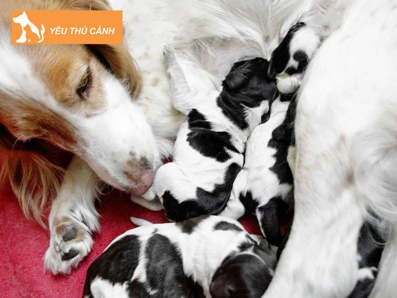 cho-nha-de-6-con-tot-hay-xau-thucanh