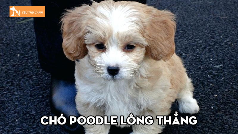 Chó Poodle lông thẳng và thông tin thú vị bạn chưa biết Chó Poodle lông thẳng và thông tin thú vị bạn chưa biết