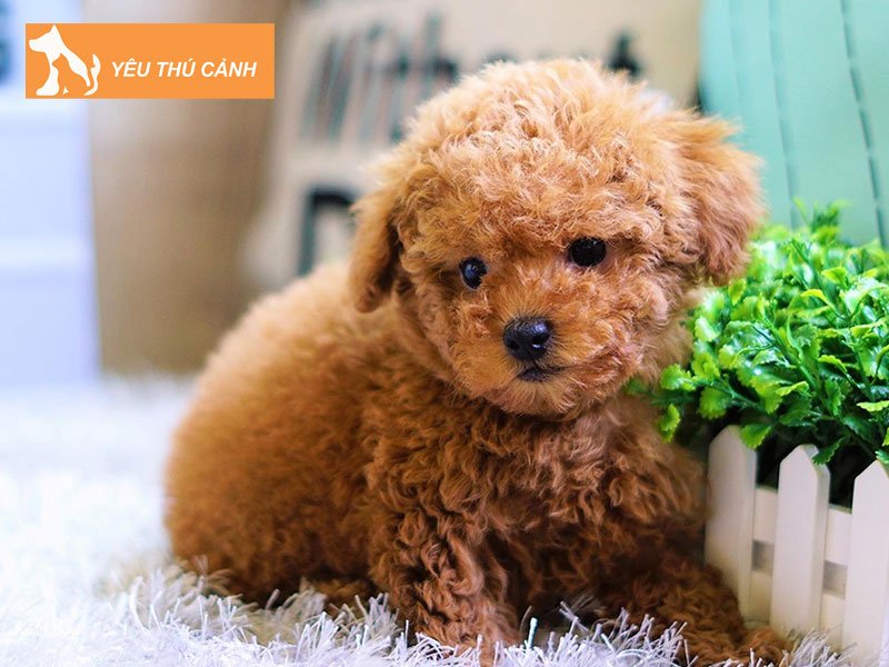 cho-poodle-phai-tiem-may-mui-thucanh