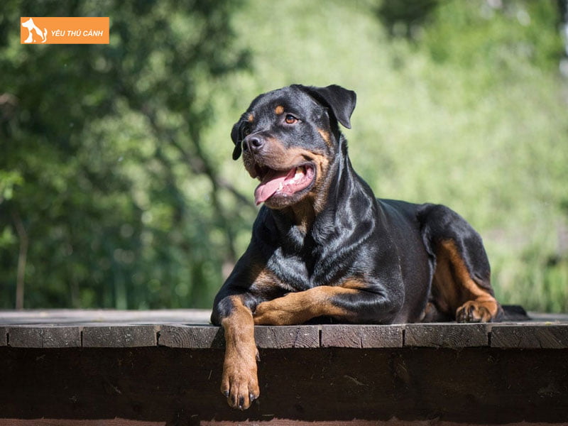 Cho-rottweiler-thucanh