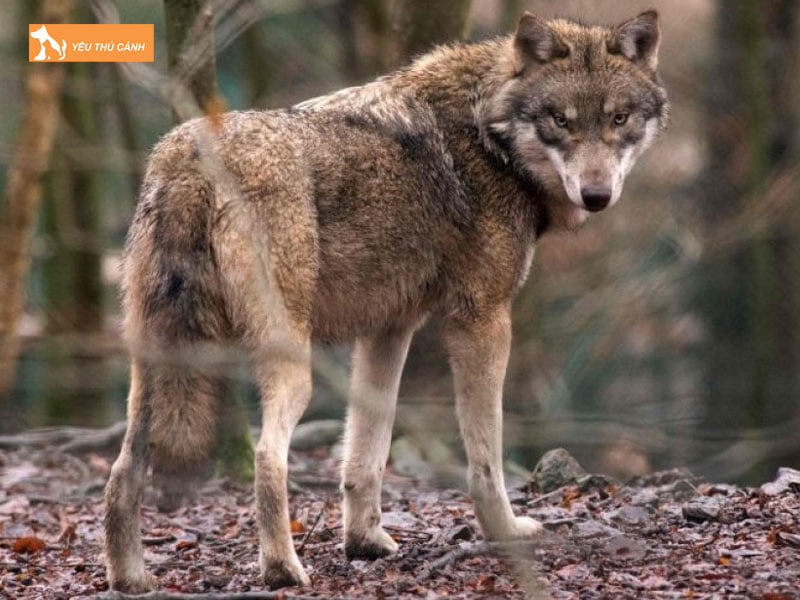 Cho-soi-la-con-gi-thucanh