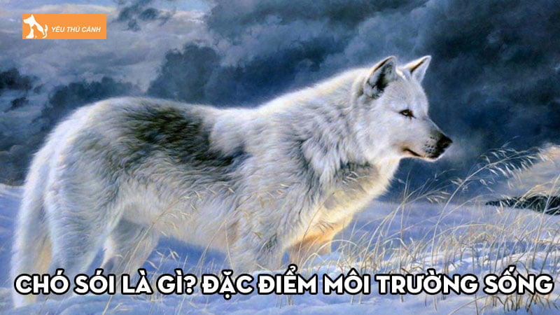 Chó sói là gì? Đặc điểm môi trường sống và tập tính