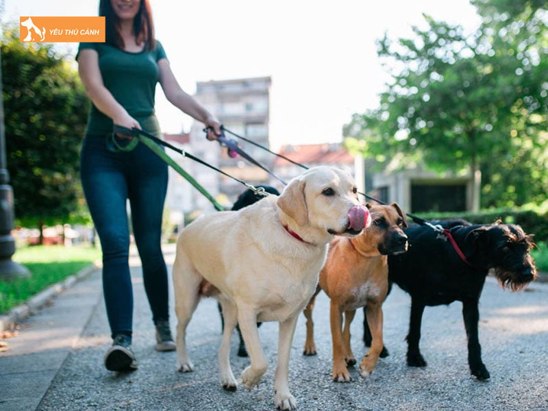 Cho-thu-cung-di-dao-thuong-xuyen-thucanh