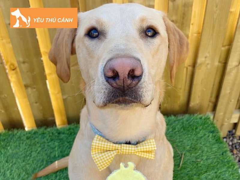 cho-trang-mui-do-co-nen-nuoi-khong-1-thucanh