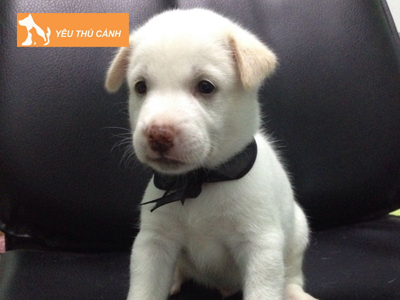 cho-trang-mui-do-co-nen-nuoi-khong-thucanh