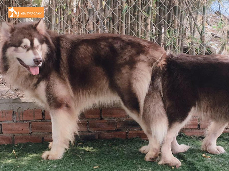 Chon-thoi-gian-giao-phoi-thich-hop-thucanh