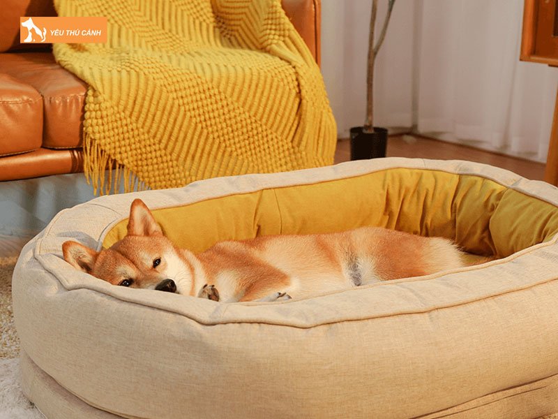 Chuan-bi-cho-ngu-thucanh