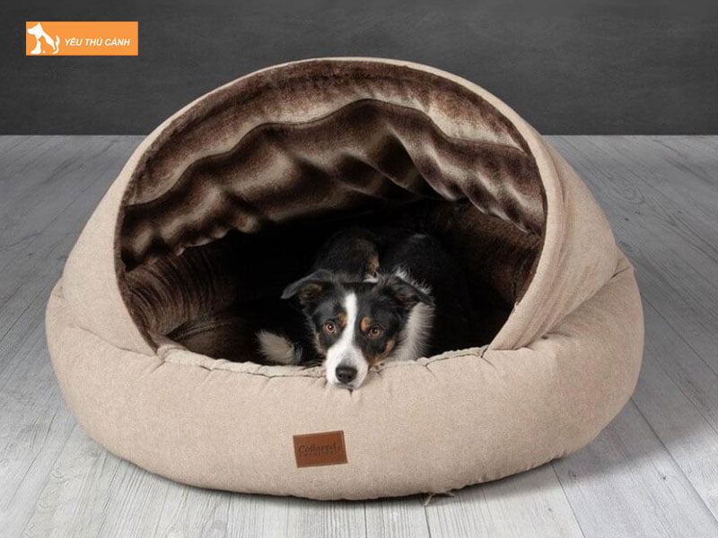 Chuan-bi-cho-ngu-tot-cho-cho-meo-thucanh