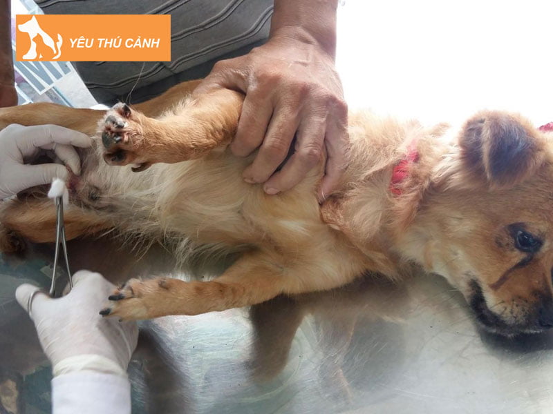 chuc-nang-cua-bo-phan-sinh-duc-cua-cho-cai-thucanh